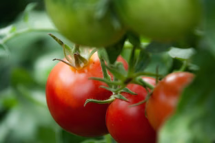 Ketinate sodinti pomidorus? Daugelis sodininkų daro šią kritinę klaidą, tai gali kainuoti visą metų derlių